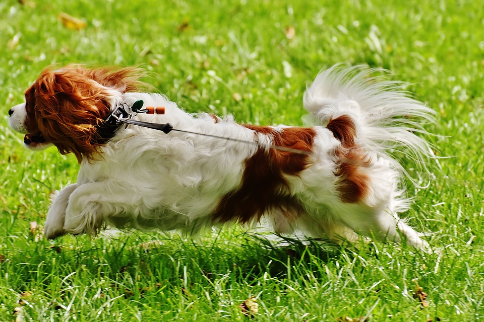 Sport Cavalier King Charles