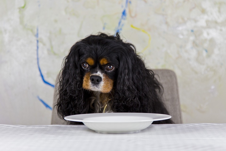 Animaux : rédaction d’un article sur les chiens