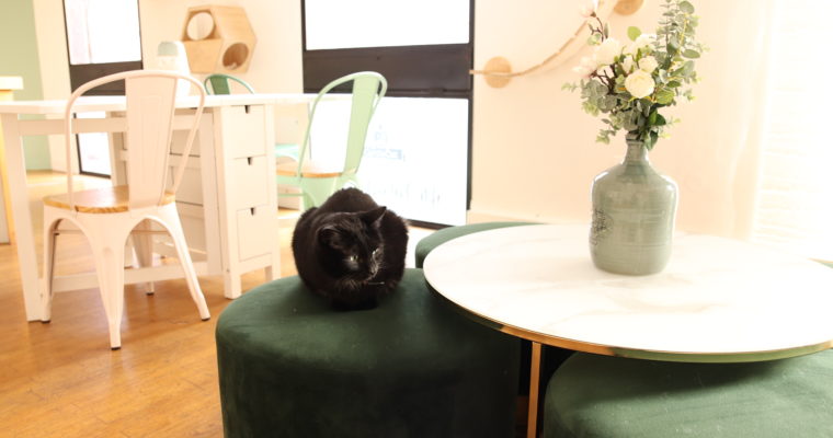 Le Gentle Cat : le meilleur coworking de Lyon